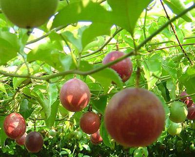 百香果、西番蓮加工生產線